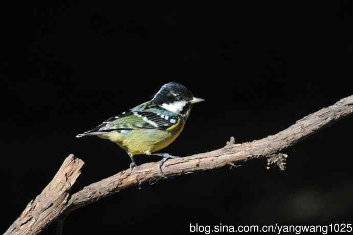 雄性黄腹山雀（2）