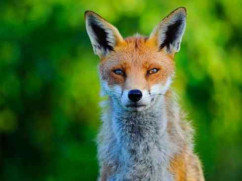 犬科：狐亚科狐属