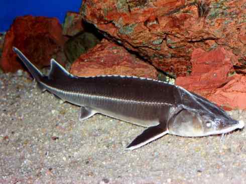 鱼类活化石：中华鲟