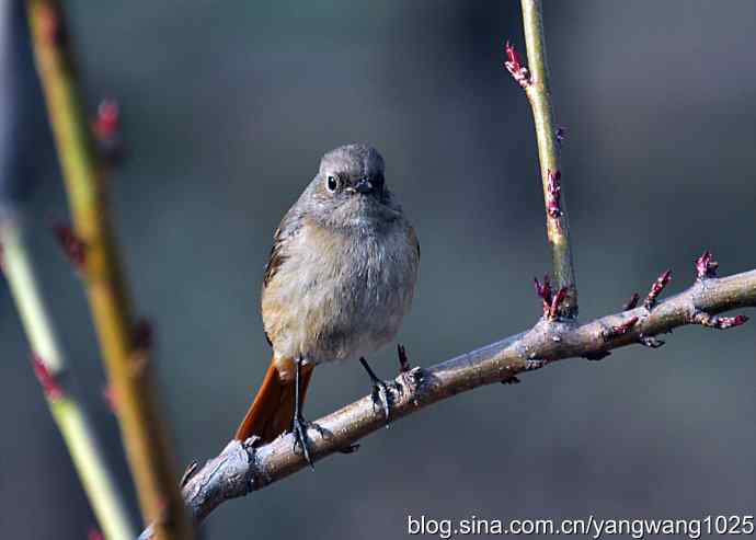 第一场春雨之后 wbr3