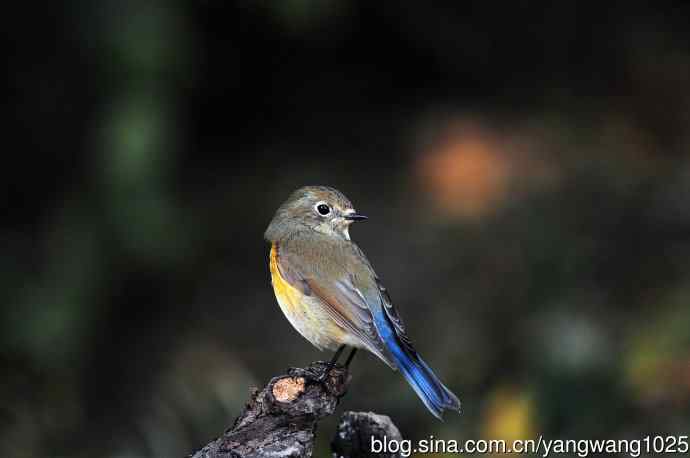 雌性红胁蓝尾鸲（49）