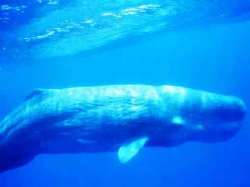 自然奇观：动物大迁徙(齿鲸类)