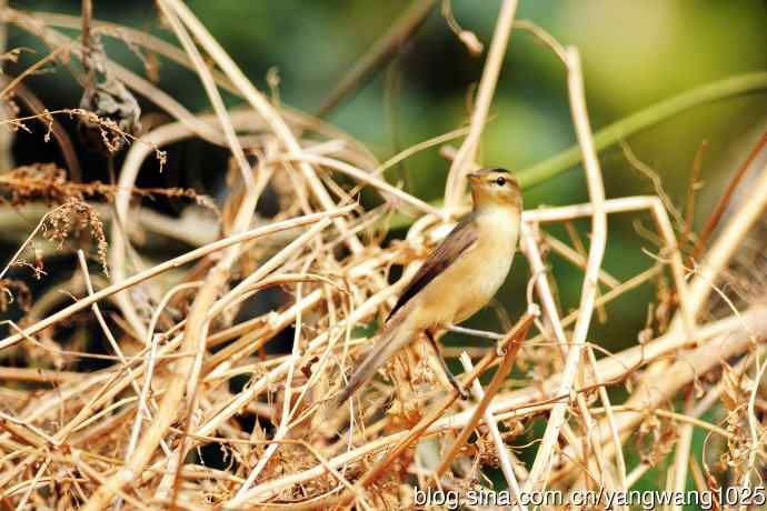 黑眉苇莺（3）