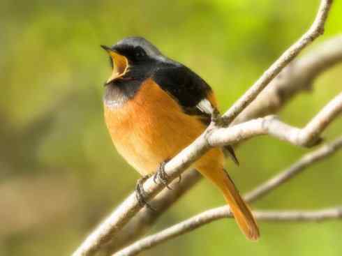 家禽驯化之源之二十七