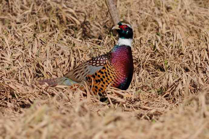 【新鸟】游白河 wbr初识长尾鸭 【新鸟】游白河 wbr初识长尾鸭