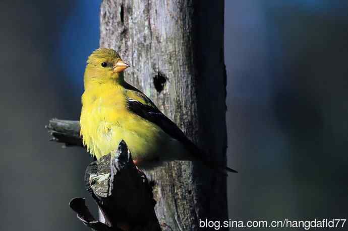 美洲金翅雀：雌鸟