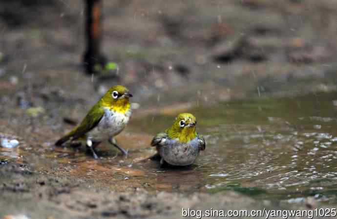 浴（红胁绣眼鸟）