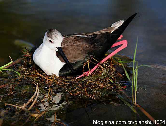 美丽优雅黑翅长脚鹬,就要当爸爸妈妈了