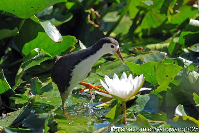 白胸苦恶鸟（6）