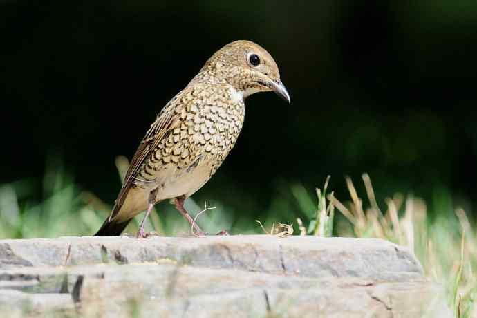 【新鸟】白喉矶鸫（雌）