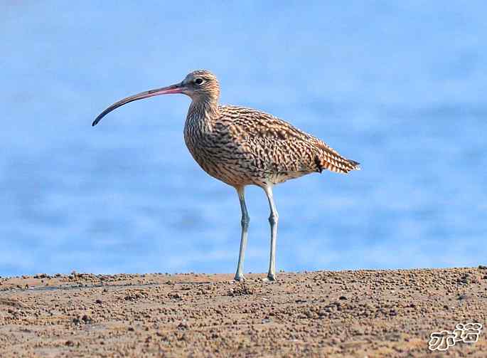 河北乐亭 wbr路 wbr大杓鹬 河北乐亭 wbr路 wbr大杓鹬