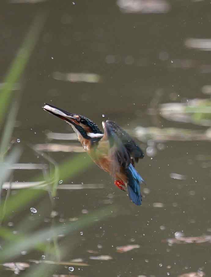 220.可爱小翠--飞姿图