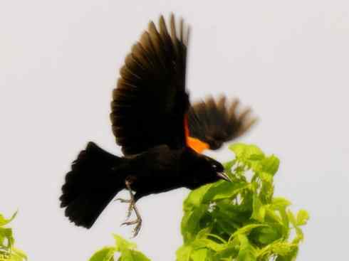 雀鸟也彪悍:小鸟也疯狂(红翅黑鹂) 雀鸟也彪悍:小鸟也疯狂(红翅黑鹂——拟鹂科的战斗种族)