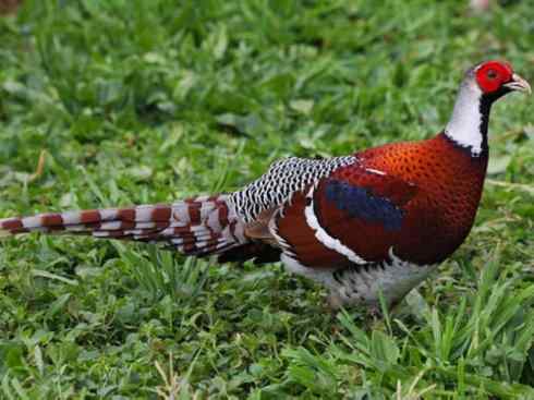 凤凰：传说的鸟原型探秘（雉鸡）