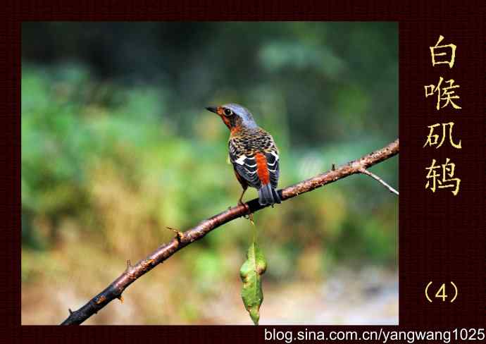 白喉矶鸫（4）