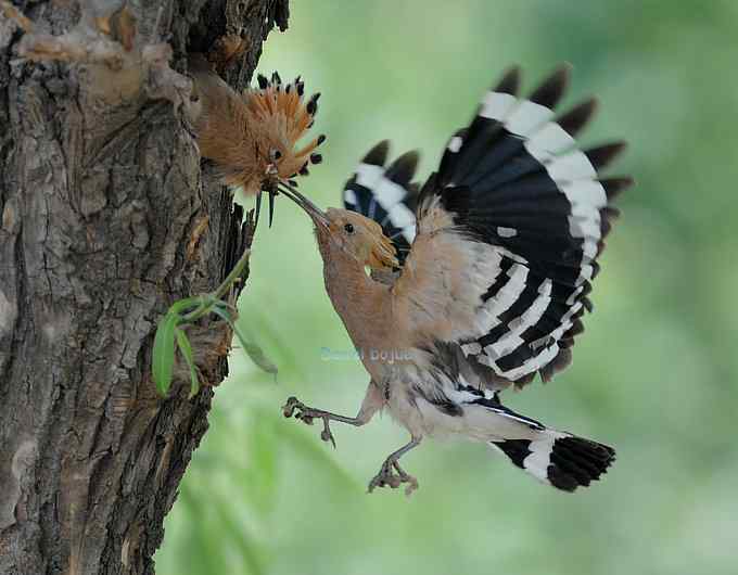 戴胜育雏（完全版）