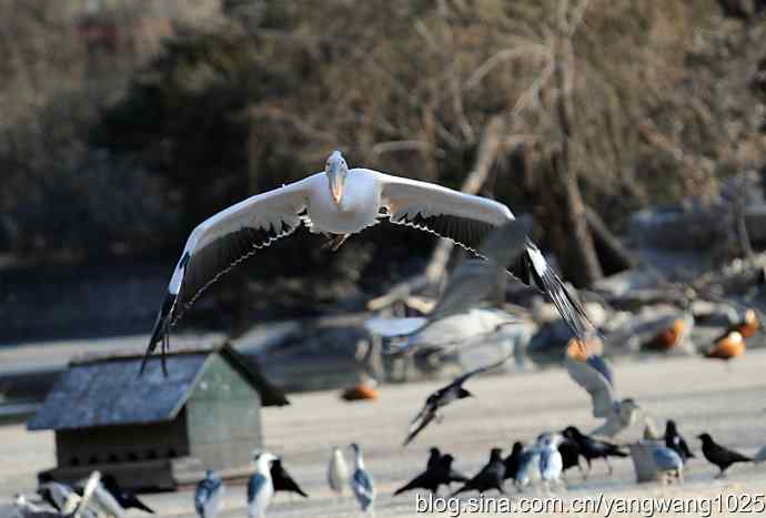 鹈鹕（大白）飞来