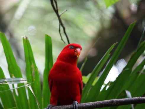 极品红色鸟类：红色吸蜜鹦鹉