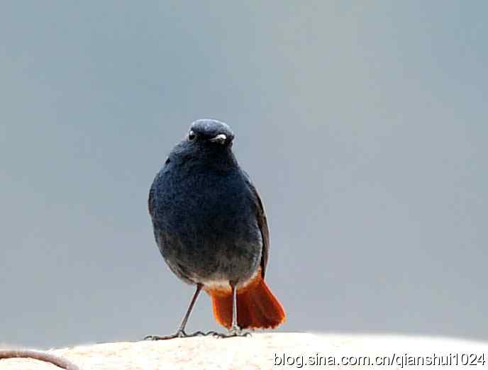 它可真能叫.十渡的红尾水鸲GG