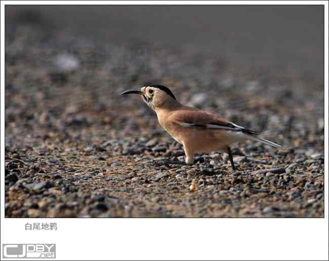 中国国家地理网飞羽瞬间鸟类摄影大赛——珍稀物种组
