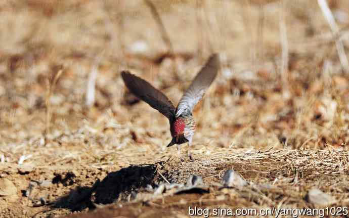 雄性北朱雀（2）