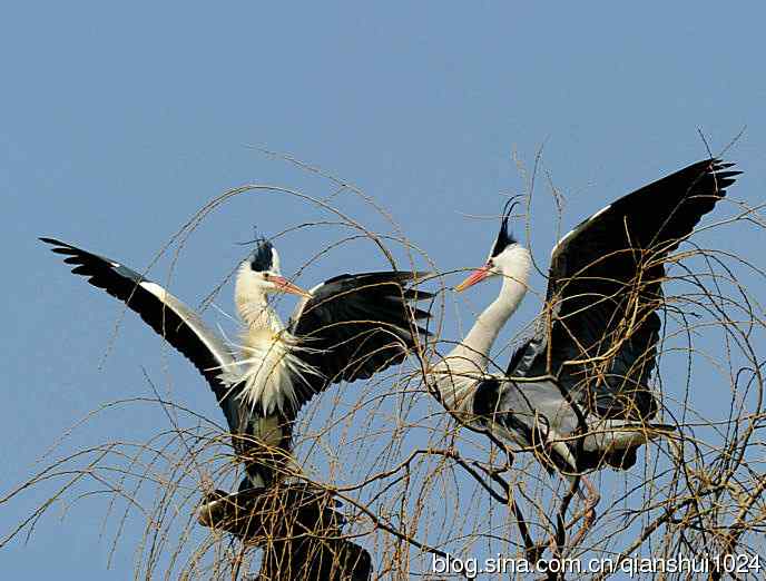 蓝天下勤劳的苍鹭