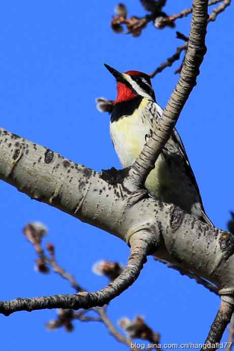 黄腹吸汁啄木鸟 黄腹吸汁啄木鸟