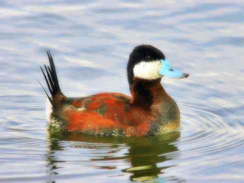 欣赏：美丽的硬尾鸭