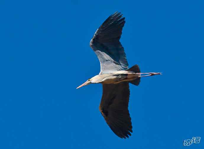 密云水库&nbsp;wbr路&nbsp;wbr大鸨、雉鸡和苍鹭