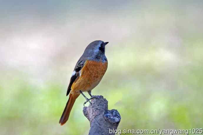 雄性北红尾鸲(33) 雄性北红尾鸲(33)