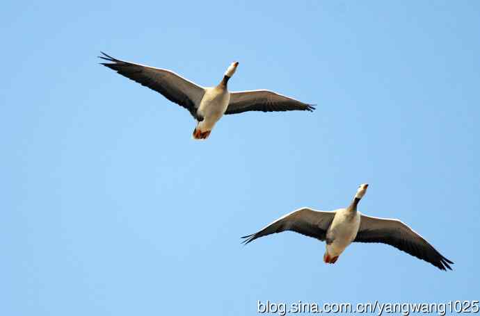 斑头雁（习作）