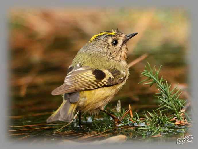 大年初三 wbr wbr戴菊洗涮 大年初三 wbr wbr戴菊洗涮