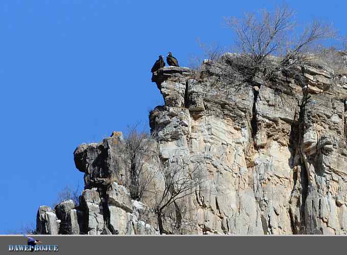 十渡秃鹫 wbr兀立山巅