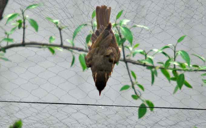 何时斩断刽子手？（组图）