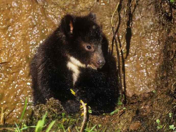 盘点十二大著名食蚁动物：袋食蚁兽