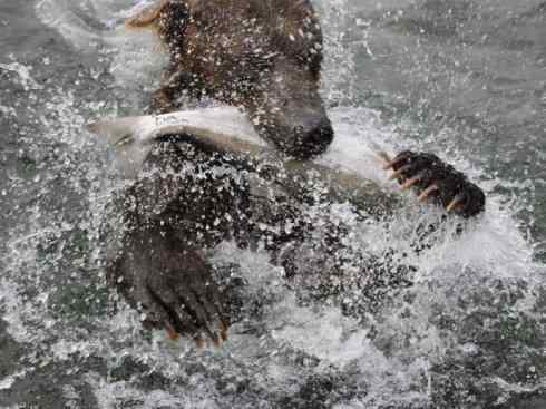 自然奇观：动物大迁徙(大马哈鱼)
