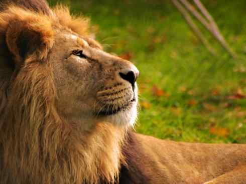 绝色攀禽：佛法僧目之蜂虎4