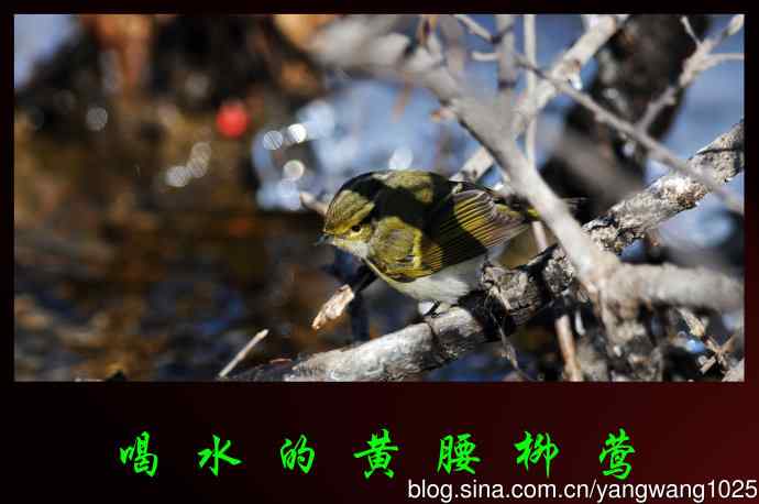 喝水的黄腰柳莺（1）