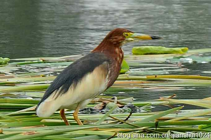 池鹭荷塘走秀(圆明园)*