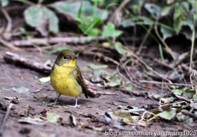 雌性绿背姬鶲（1）