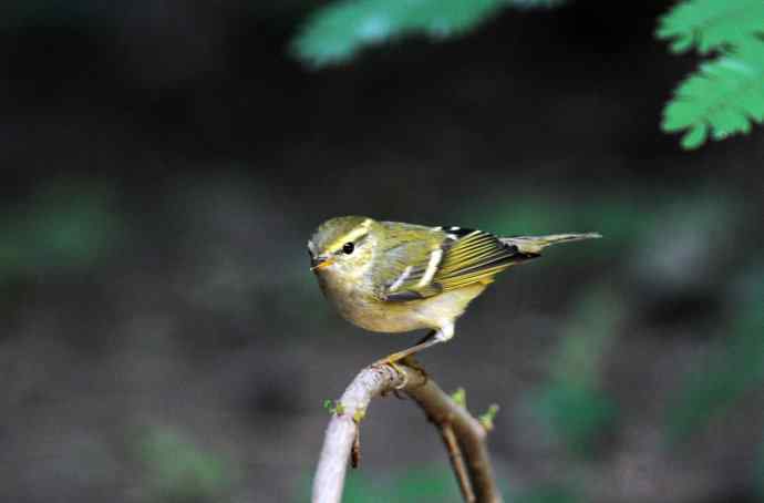 黄眉柳莺（16）