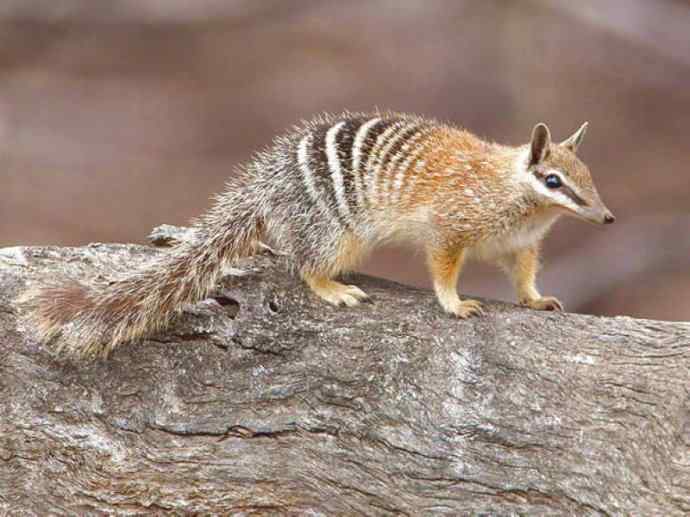 盘点十二大著名食蚁动物：袋食蚁兽