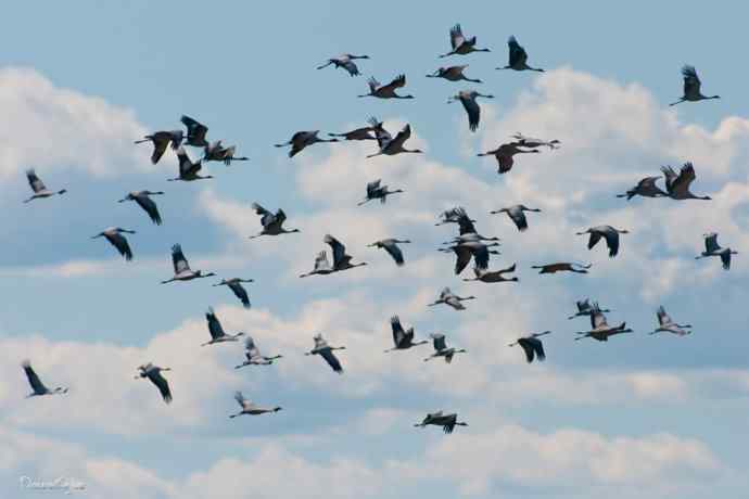 鹤舞秋风劲 蓝天浮云长