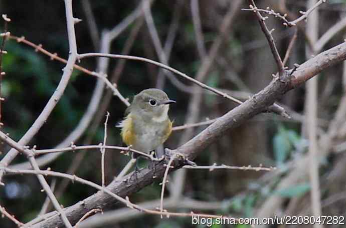 151.圣诞节送上12月份拍新鸟 151.圣诞节送上12月份拍新鸟