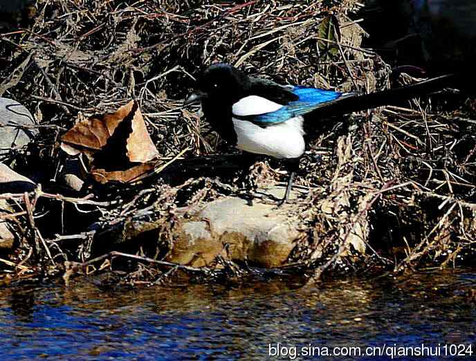 越洗越喜,一只可爱的小喜鹊