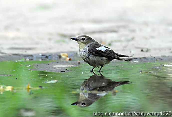 白眉姬鹟（雌）