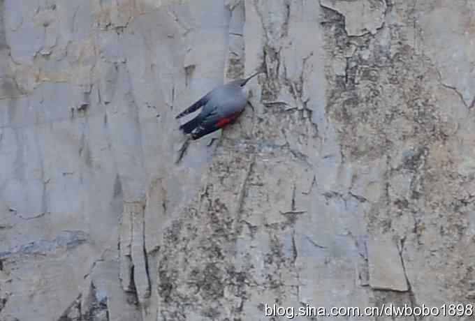 飞驰十渡 水岸约会旋壁雀