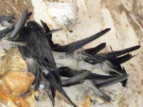 十大鸟类建筑师之一（家燕、金丝燕）