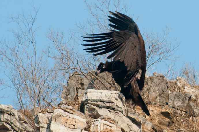 新拍座山雕☆☆ 新拍座山雕☆☆