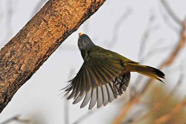 北京植物园赏鸟（一），领雀嘴鹎（组图）